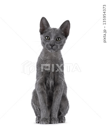 Grey shorthair cat on white background 135954373