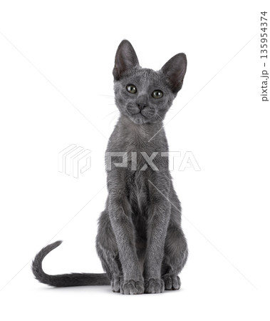 Grey shorthair cat on white background 135954374