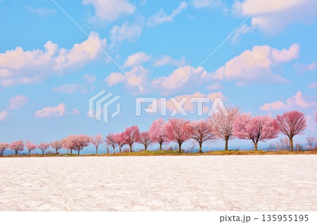 早春残雪の新潟県十日町市津南町沖ノ原台地に咲く雪上桜 135955195