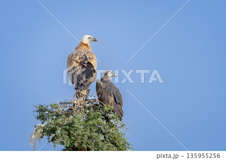 wild adult with juvenile immature Eurasian griffon vulture or gyps fulvus perch high on tree top basking sun during winter migration at desert national park jaisalmer rajasthan india 135955256