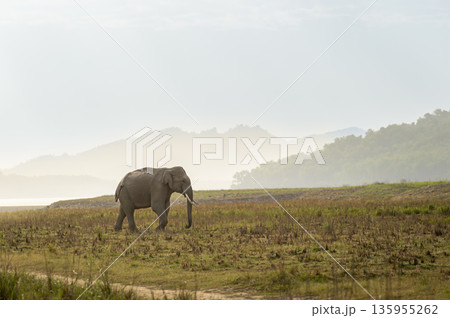 wild aggressive adult asian elephant or Elephas maximus indicus in dhikala grassland near ramganga reservoir water in hot summer season safari jim corbett national park forest uttarakhand india asia wild aggressive adult asian elephant or Elephas maximus indicus in dhikala grassland near ramganga reservoir water in hot summer season safari jim corbett national park forest uttarakhand india asia 135955262