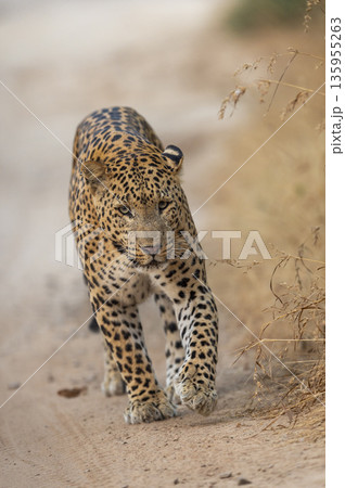 Indian wild male leopard or panthera pardus or panther walking straight on track head on with eye contact in natural environment during summer season wildlife safari at forest of central india Indian wild male leopard or panthera pardus or panther walking straight on track head on with eye contact in natural environment during summer season wildlife safari at forest of central india 135955263