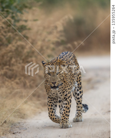 Indian wild male leopard or panthera pardus or panther walking straight on track head on with eye contact in natural environment during summer season wildlife safari at forest of central india Indian wild male leopard or panthera pardus or panther walking straight on track head on with eye contact in natural environment during summer season wildlife safari at forest of central india 135955264