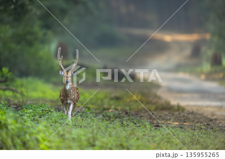 showstopper big antler male spotted deer or chital or axis deer or axis axis walking head on dhikala main road in wild winter season morning safari jim corbett national park forest uttarakhand india showstopper big antler male spotted deer or chital or axis deer or axis axis walking head on dhikala main road in wild winter season morning safari jim corbett national park forest uttarakhand india 135955265