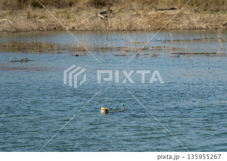 wild bengal tiger or panthera tigris swimming crossing ramganga river flowing water stream retreat in territorial fight at dhikala zone of jim corbett national park forest reserve uttarakhand india wild bengal tiger or panthera tigris swimming crossing ramganga river flowing water stream retreat in territorial fight at dhikala zone of jim corbett national park forest reserve uttarakhand india 135955267