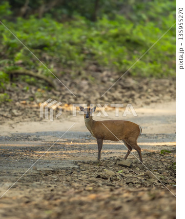wild barking deer muntjac or Indian muntjac or red muntjac or Muntiacus muntjak side profile an antler during outdoor jungle wildlife safari dhikala forest jim corbett national park uttarakhand india 135955270