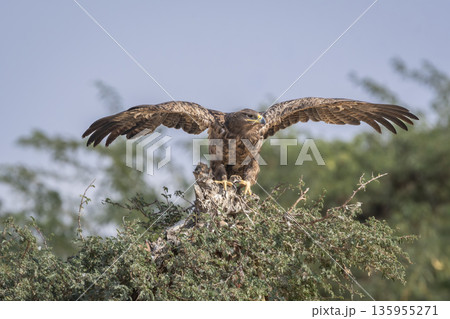 Steppe eagle or Aquila nipalensis closeup or portrait with full wingspan ready to take off in desert national park jaisalmer rajasthan india asia. large bird of prey during winter migration perched 135955271