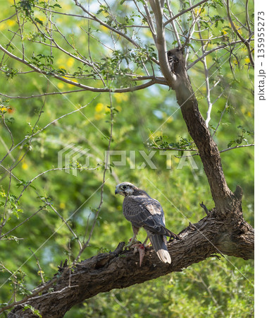Laggar falcon or Falco jugger an angry and migratory bird hunt or kill Spiny tailed lizard or Uromastyx perched on tree natural green background tal chhapar blackbuck sanctuary rajasthan india asia Laggar falcon or Falco jugger an angry and migratory bird hunt or kill Spiny tailed lizard or Uromastyx perched on tree natural green background tal chhapar blackbuck sanctuary rajasthan india asia 135955273