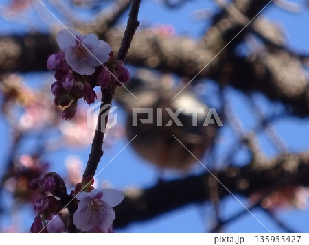 咲き始めたあたみ桜 咲き始めたあたみ桜 135955427