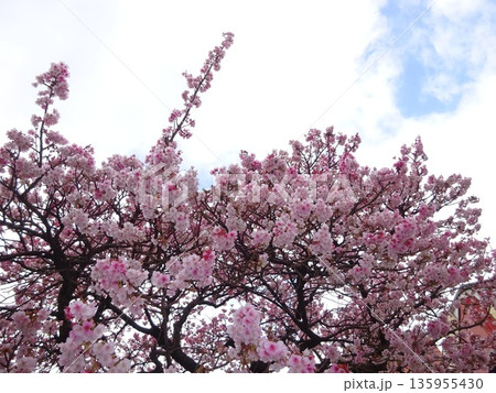 青空に映える満開のあたみ桜 135955430