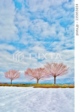 早春残雪の新潟県十日町市津南町沖ノ原台地に咲く雪上桜 早春残雪の新潟県十日町市津南町沖ノ原台地に咲く雪上桜 135955654