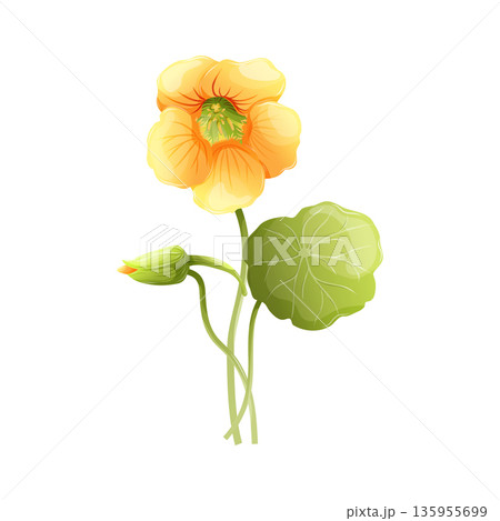Yellow nasturtium flower vector illustration with green round leaf and bud, botanical element for garden design. Edible Tropaeolum majus, medicinal herb and food garnish. Floral icon isolated on white 135955699