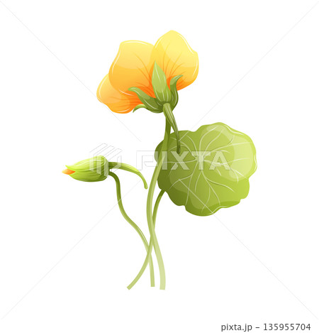Yellow nasturtium flower vector illustration with green round leaf and bud, isolated botanical element for garden design. Edible Tropaeolum majus, medicinal herb and food garnish 135955704