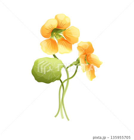 Yellow nasturtium flowers vector illustration with yellow petals and round green leaf, isolated botanical element for garden design. Edible Tropaeolum majus, medicinal herb and food garnish Yellow nasturtium flowers vector illustration with yellow petals and round green leaf, isolated botanical element for garden design. Edible Tropaeolum majus, medicinal herb and food garnish 135955705