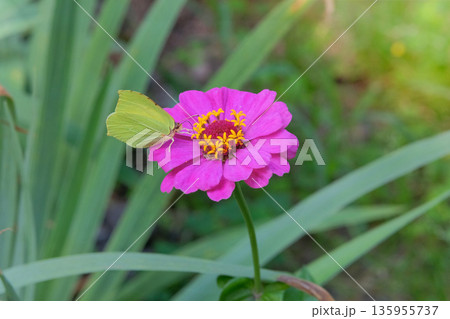 Zinnia bush with purple flower is growing in cottage garden. Annual or perennial herb in landscaping. Blooming pink flower and butterfly in sunny day. Zinnia bush with purple flower is growing in cottage garden. Annual or perennial herb in landscaping. Blooming pink flower and butterfly in sunny day. 135955737