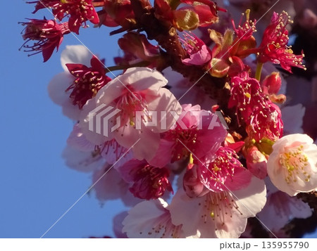 青空に映えるピンクのあたみ桜 青空に映えるピンクのあたみ桜 135955790