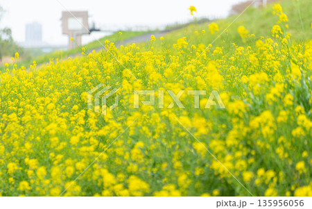 江戸川河川敷の菜の花の群生 135956056