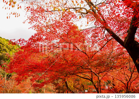京都府 永観堂禅林寺の紅葉 京都府 永観堂禅林寺の紅葉 135956086