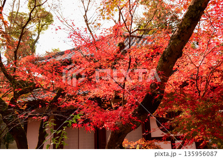 京都府 永観堂禅林寺の紅葉 京都府 永観堂禅林寺の紅葉 135956087