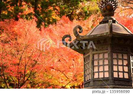 京都府 永観堂禅林寺の紅葉 京都府 永観堂禅林寺の紅葉 135956090