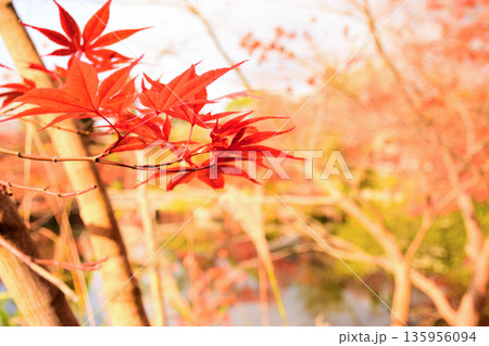 京都府　永観堂禅林寺の紅葉 135956094