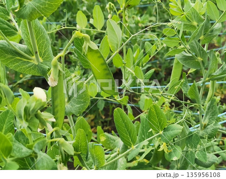 Sugar snap peas in the garden 135956108