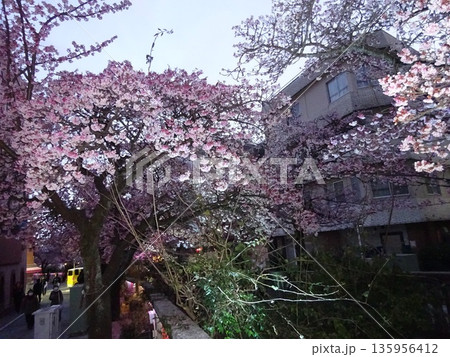 ライトアップと桜 135956412