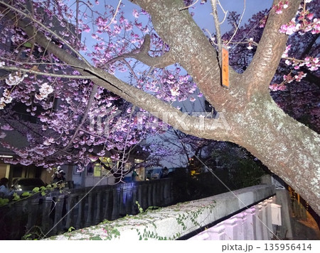 夕暮れ時のあたみ桜 夕暮れ時のあたみ桜 135956414