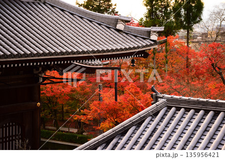 京都府 永観堂禅林寺の紅葉 京都府 永観堂禅林寺の紅葉 135956421