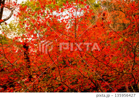 京都府 永観堂禅林寺の紅葉 京都府 永観堂禅林寺の紅葉 135956427