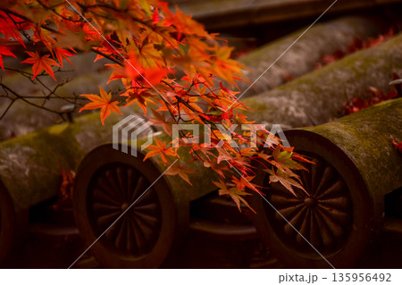 京都府 永観堂禅林寺の紅葉 瓦屋根と紅葉のイメージ 京都府 永観堂禅林寺の紅葉 瓦屋根と紅葉のイメージ 135956492