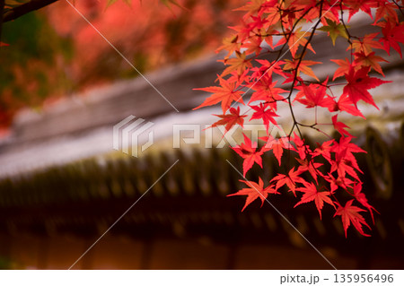 京都府 永観堂禅林寺の紅葉 瓦屋根と紅葉のイメージ 京都府 永観堂禅林寺の紅葉 瓦屋根と紅葉のイメージ 135956496