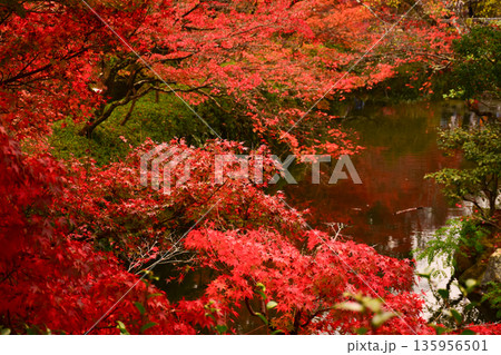 京都府　永観堂禅林寺の紅葉 135956501
