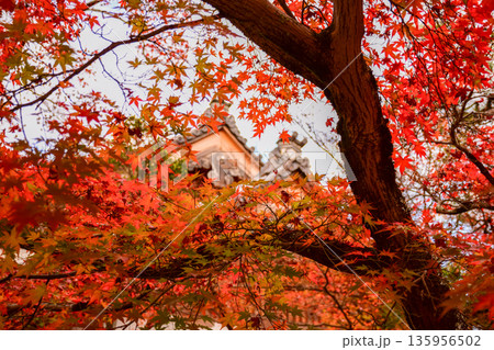 京都府 永観堂禅林寺の紅葉 京都府 永観堂禅林寺の紅葉 135956502