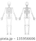 人体の全身骨格解剖ラスト 135956606