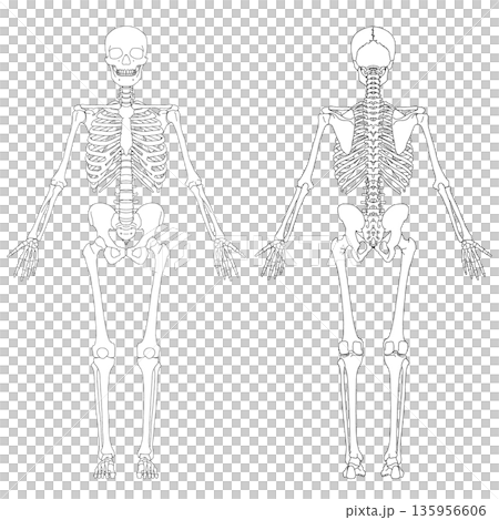 Human body skeletal anatomy last 135956606
