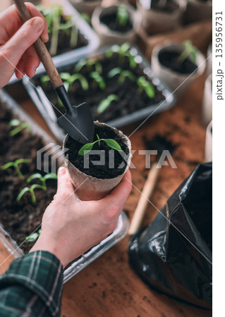 Female hands holding peat pot with tomato seedling close up 135956731