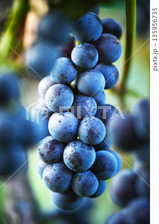 Fresh blue grapes growing on vine in natural light Fresh blue grapes growing on vine in natural light 135956735
