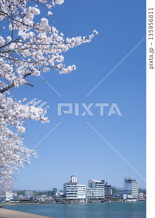 三隈川公園の満開の桜と日田の川沿いの風景 135956811