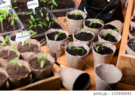 Seedlings of tomato and pepper in biodegradable peat pots Seedlings of tomato and pepper in biodegradable peat pots 135956842