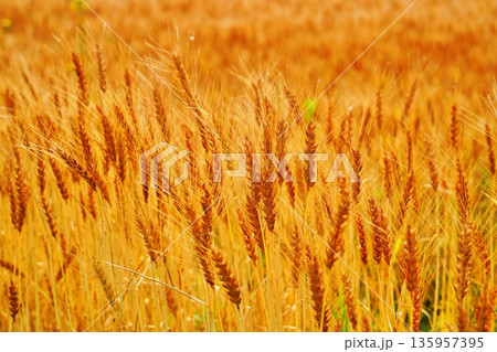 麦畑 135957395