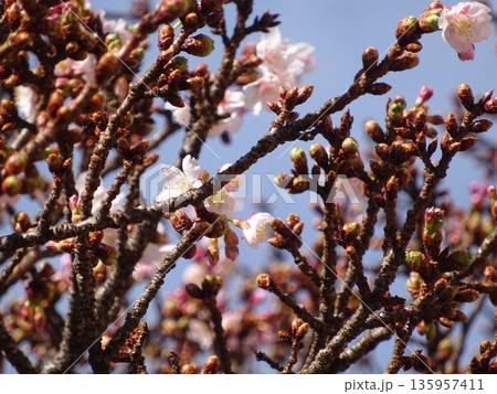 咲き始めたあたみ桜 咲き始めたあたみ桜 135957411