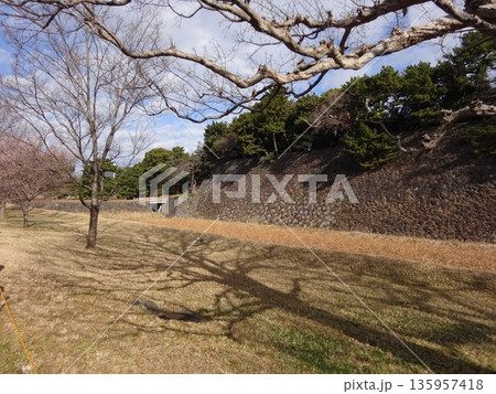 皇居と城壁と木 皇居と城壁と木 135957418