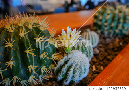 Cactus and Succulents with Volcanic Rock and Bloom Cactus and Succulents with Volcanic Rock and Bloom 135957839