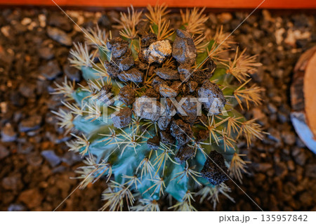 Cactus and Succulents with Volcanic Rock and Bloom Cactus and Succulents with Volcanic Rock and Bloom 135957842