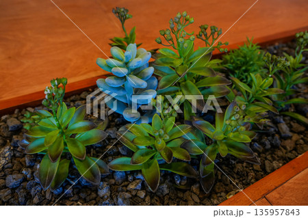 Cactus and Succulents with Volcanic Rock and Bloom Cactus and Succulents with Volcanic Rock and Bloom 135957843