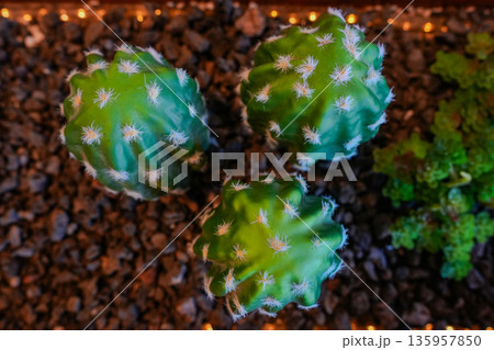 Cactus and Succulents with Volcanic Rock and Bloom Cactus and Succulents with Volcanic Rock and Bloom 135957850