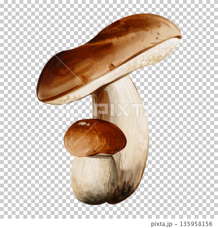 Forest mushrooms. Aspen and porcini mushrooms. Autumn harvest. Plants in the forest. Watercolor illustration. Edible mushrooms. Hand drawn. High quality illustration 135958156