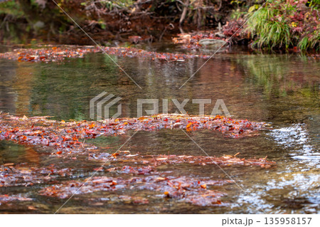 岳切渓谷　紅葉 135958157