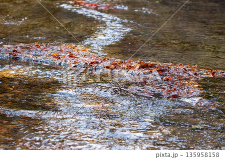 岳切渓谷　紅葉 135958158